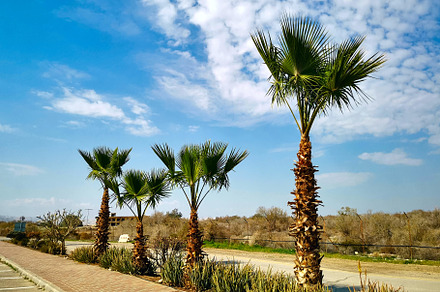 Palm trees against the blue sky, a Wallpaper Photo by Elena Vagengeim