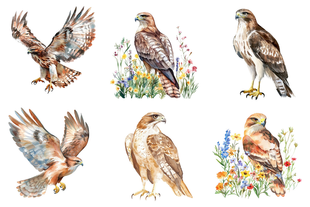 Hawk Watercolor Clipart, an Illustration by SinaCreation (Photo 2 of 4)