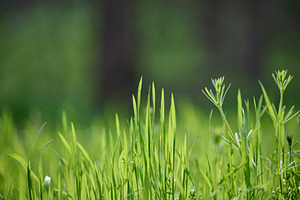 Green grass and wild plant shoots against a blurred forest backg, a Nature Photo by ndanko
