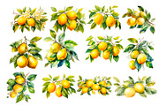 Watercolour lemon bundle, a Food Illustration by AkvarelRiver (Thumbnail 3 of 10)