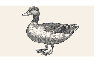 Duck, mallard sketch. Vintage retro, an Animal Illustration by Foxys Graphic