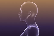 Male And Female Anatomy X-ray Bodies, a Characters & Person 3D Model by VisualCG (Thumbnail 7 of 15)