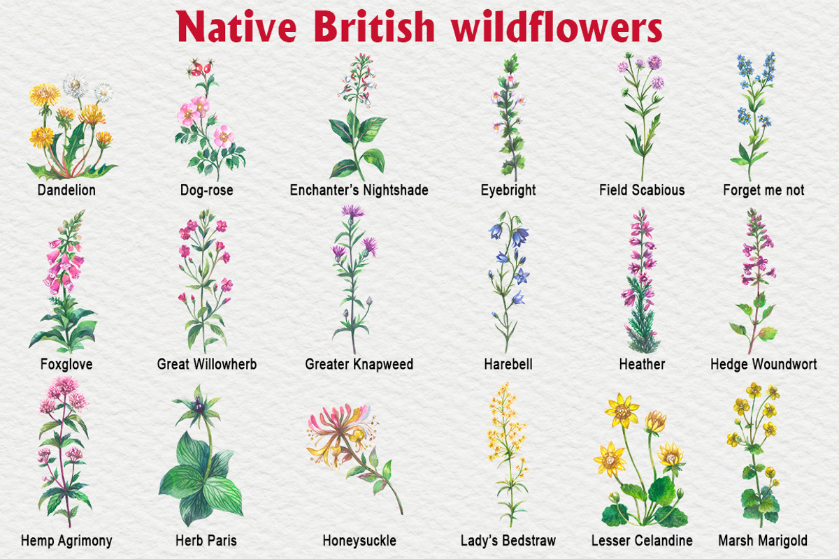 Native British wildflower watercolor, a Decorative Illustration by FITALARTSNEDIGI (Photo 3 of 11)