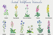 Scottish Wildflowers, an Object Illustration by FITALARTSNEDIGI (Thumbnail 2 of 7)