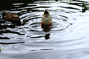 Bobbing Duck Ripple Photograph