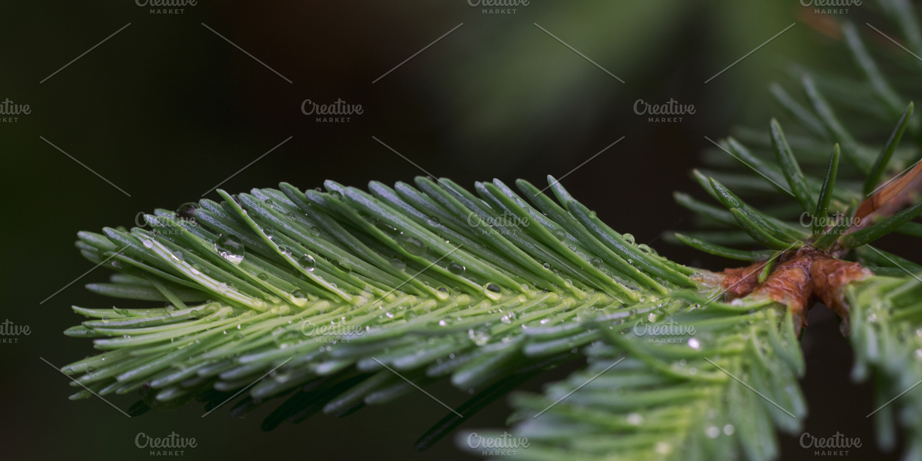 Rain Drops on Balsam Fir, a Nature Photo by ClubhouseArts