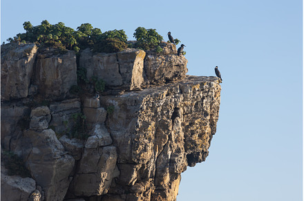 Wild birds sit on a stone cliff, a Nature Photo by Barcelona_dreams