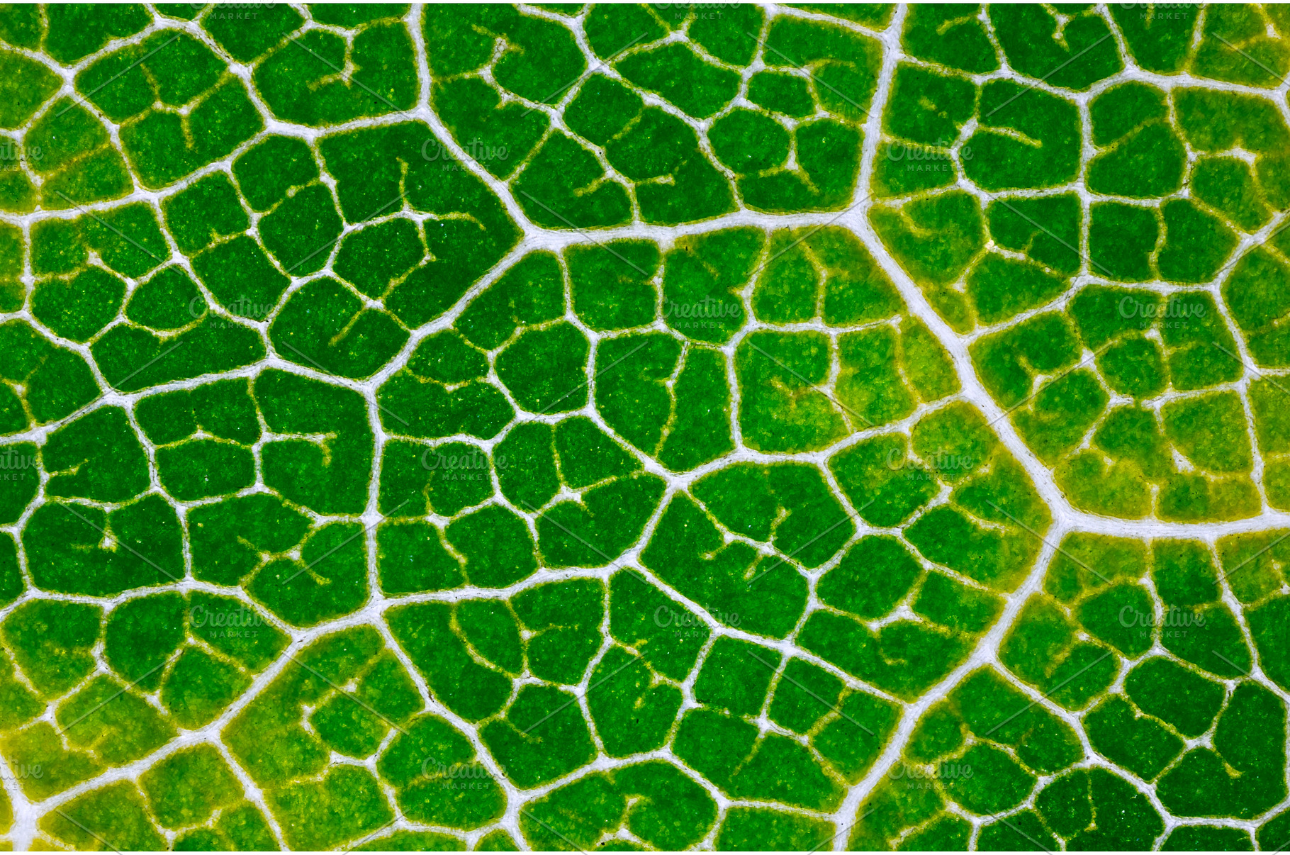 Leaf pattern detail, Detailed, a Nature Photo by Lukas Jonaitis SHOP
