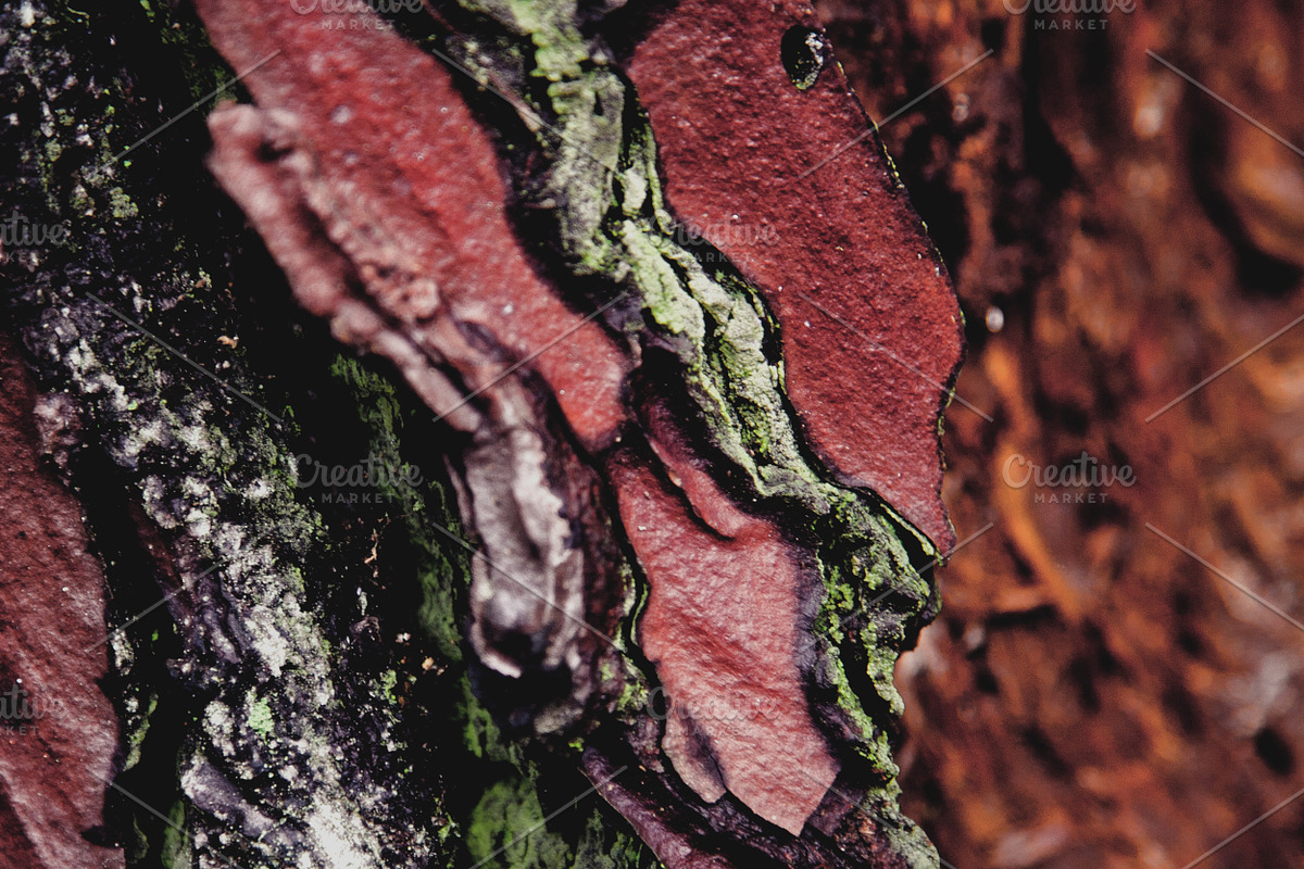 iseeyouphoto NATUREBACKGROUNDS, a Templates & Theme by ISEEYOUPATTERN (Photo 3 of 4)