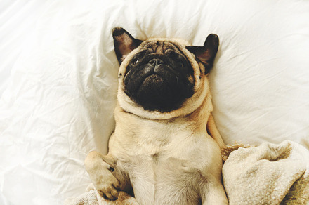 Funny pug lying in bed