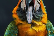 236 surprised animals, an Animal Photo by Handmadefont (Thumbnail 228 of 241)