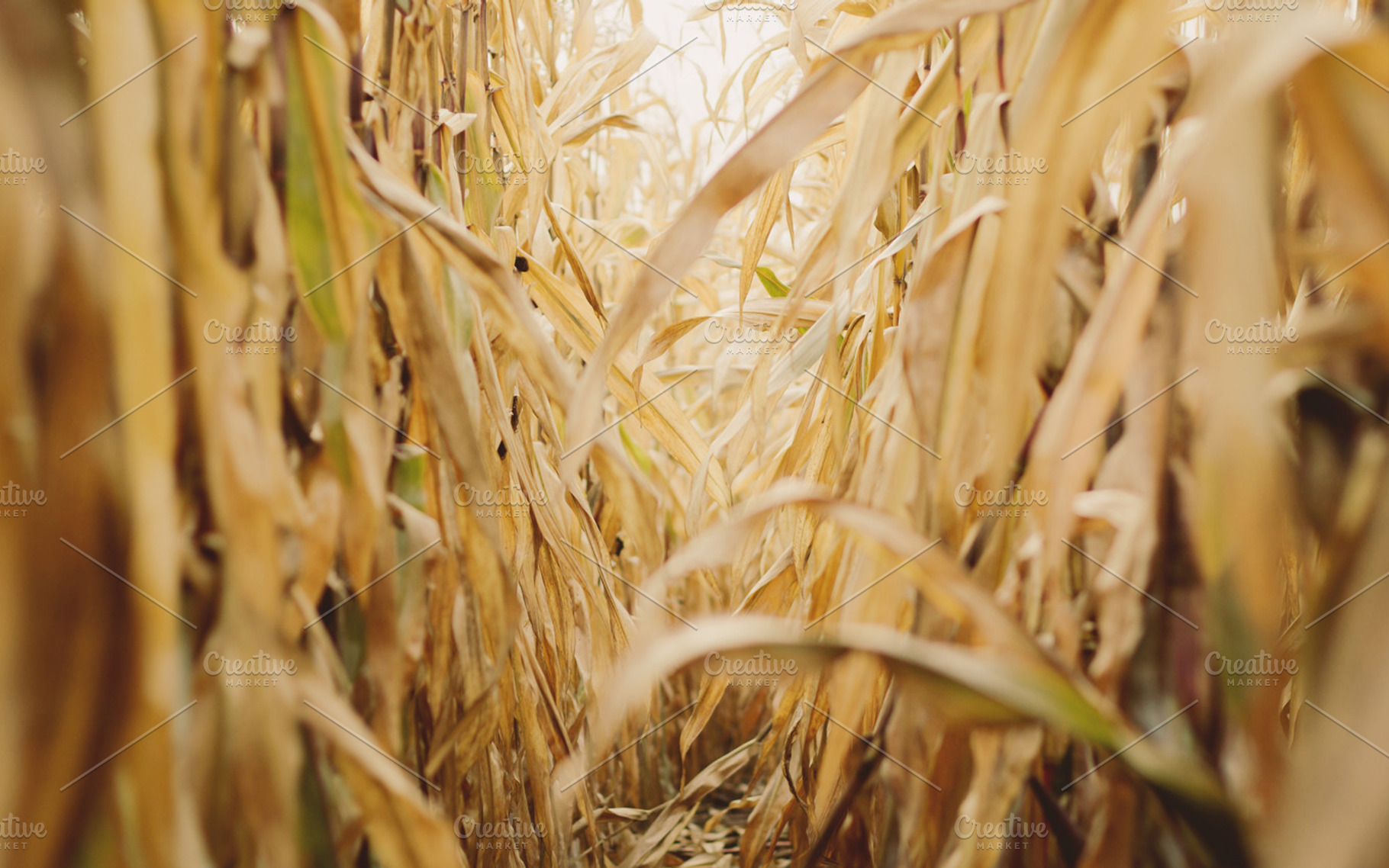 In The Field Iv Stock Picture