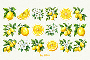 Mediterranean Lemon Clipart, an Object Graphic by Anna Design Studio (Thumbnail 3 of 9)