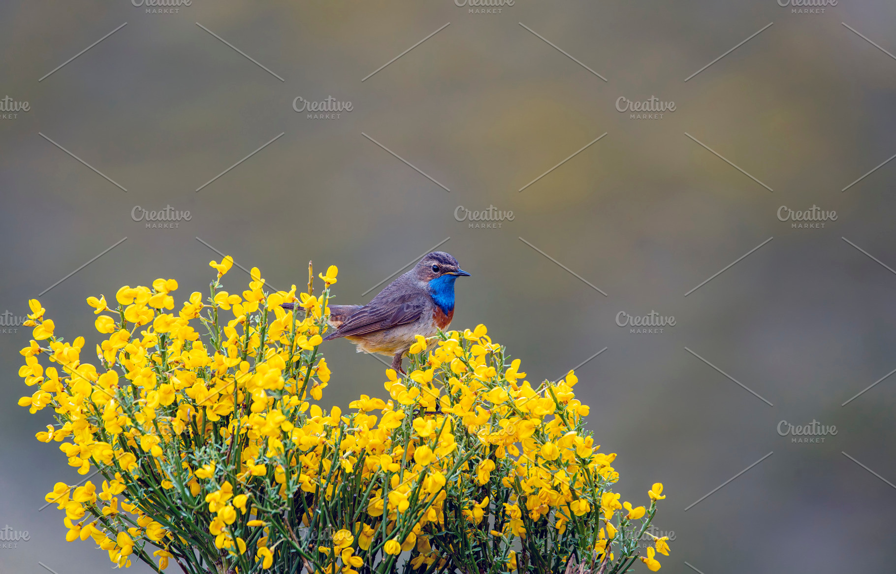 Male bluethroat singing perched on a heathland., an Animal Photo by CreativePhotoSpain