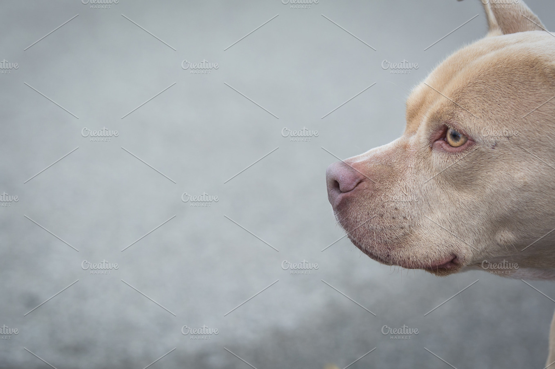 Sweet pitbull, an Animal Photo by Androo Interactive