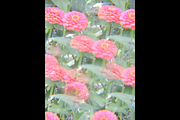 Dreamy, Ethereal Flower Photo Bundle, a Nature Photo by AmandaFagan (Thumbnail 11 of 13)