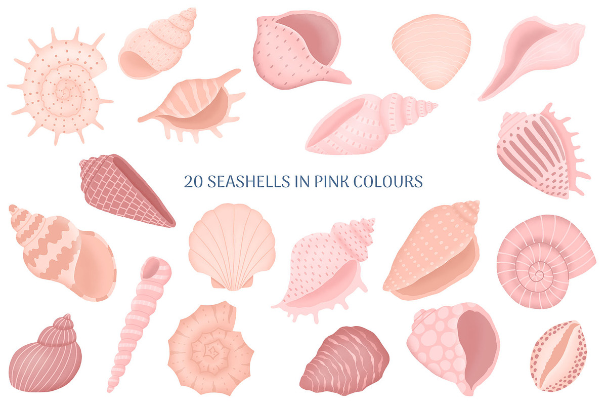 Seashells Collection, an Object Illustration by yarynabo (Photo 2 of 14)