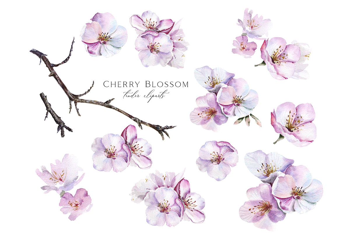 Cherry Blossom Watercolor, a Decorative Illustration by Olga Koelsch (Photo 5 of 9)