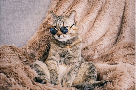 A sad cat in sunglasses is resting