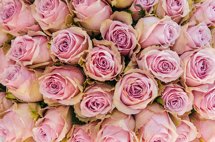 Rose buds background