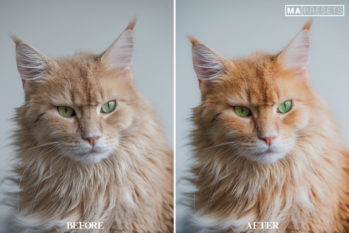10 CAT Lightroom Presets, a Preset Add-On by MaPresets (Photo 5 of 15)