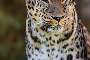 Wild Leopard in Close-Up with a Natu, an Animal Photo by Perpis