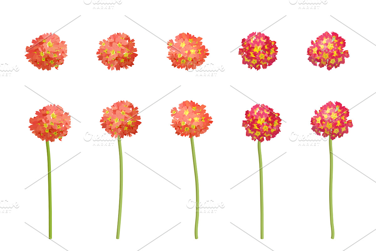 Vector object brushes. Primula., a Brush Add-On by Peolla (Photo 11 of 17)
