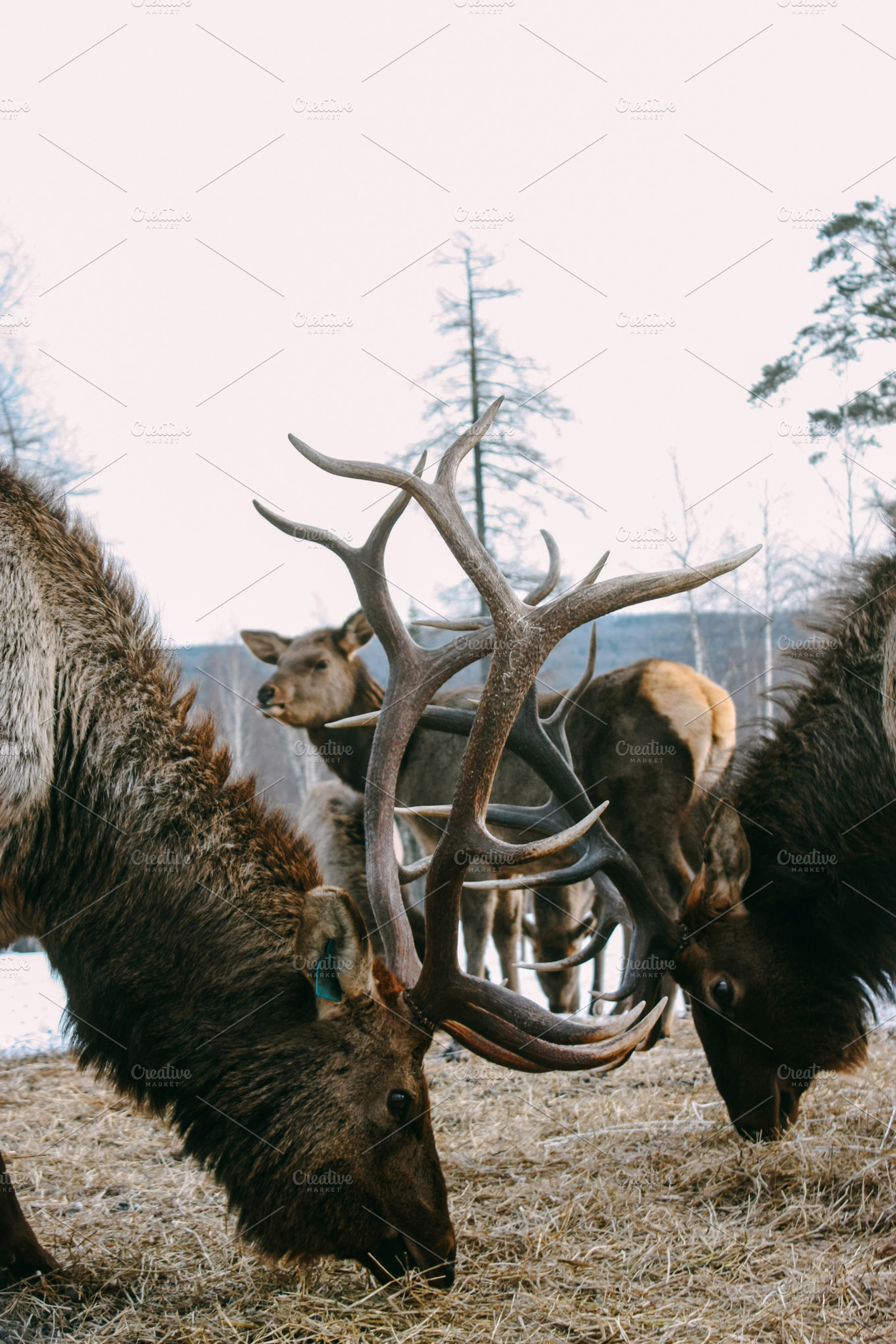 Royal red deer buck with antlers containing deer, wildlife, and nature, an Animal Photo by katiisoup