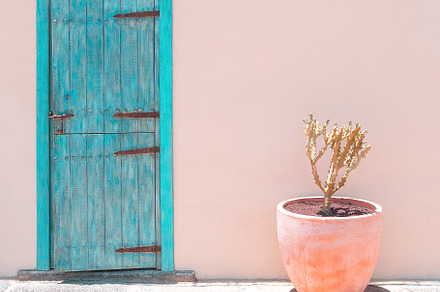 Cacti in pots outdoors. Minimal floral botanical aesthetic. Beig, a Nature Photo by Jenya Porechenskaya