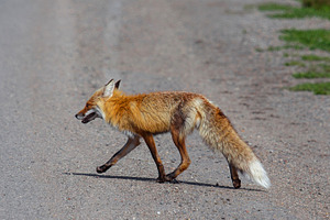 Fox Crossing