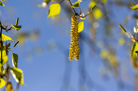 birch catkins during flowering in the spring season, a Nature Photo by MyPhotos