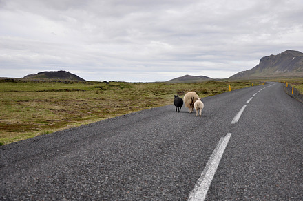 Icelandic sheep containing iceland, nordic, and landscape