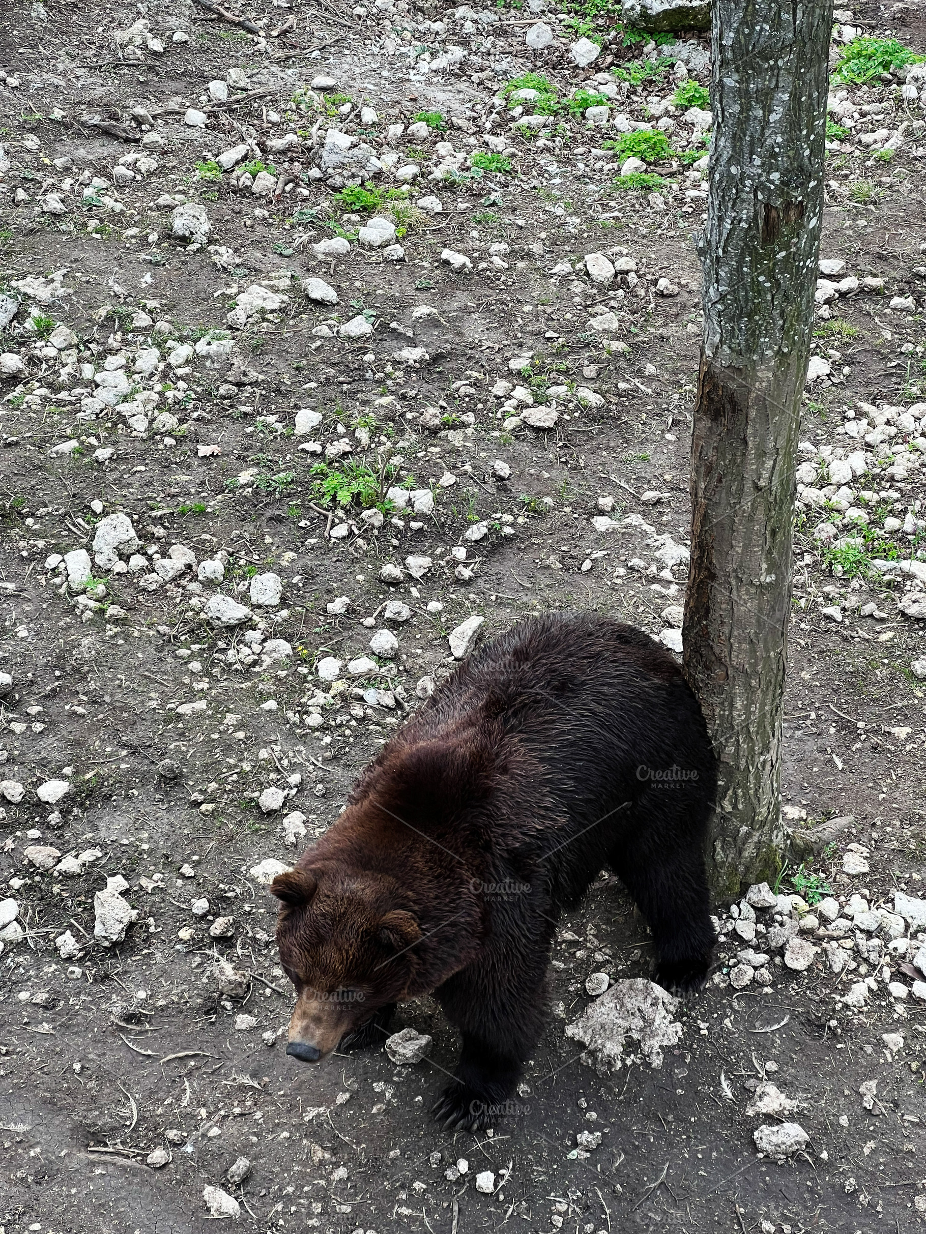 Brown bear standing near a tree in a natural outdoor habitat, a Photo by AS photostudio