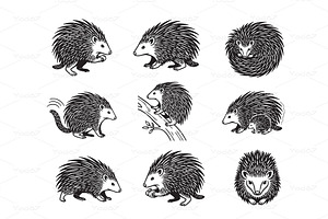 Set of detailed Hedgehogs in various, an Animal Illustration by yod67