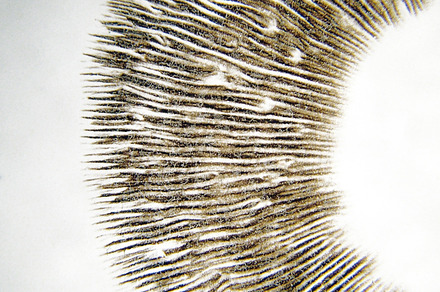 Seed Pod Silhouette Stock Photo Containing Silhouette And Background preview 6