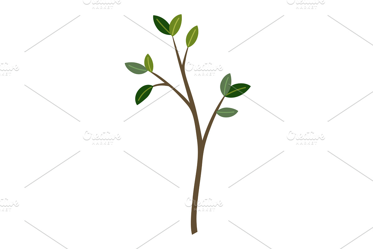 Life cycle of lemon tree. Vector, an Object Illustration by the8monkey