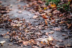 Autumn Leaves on Forest Path Close Up, a Nature Photo by Red Hot Chili Pepper Shop