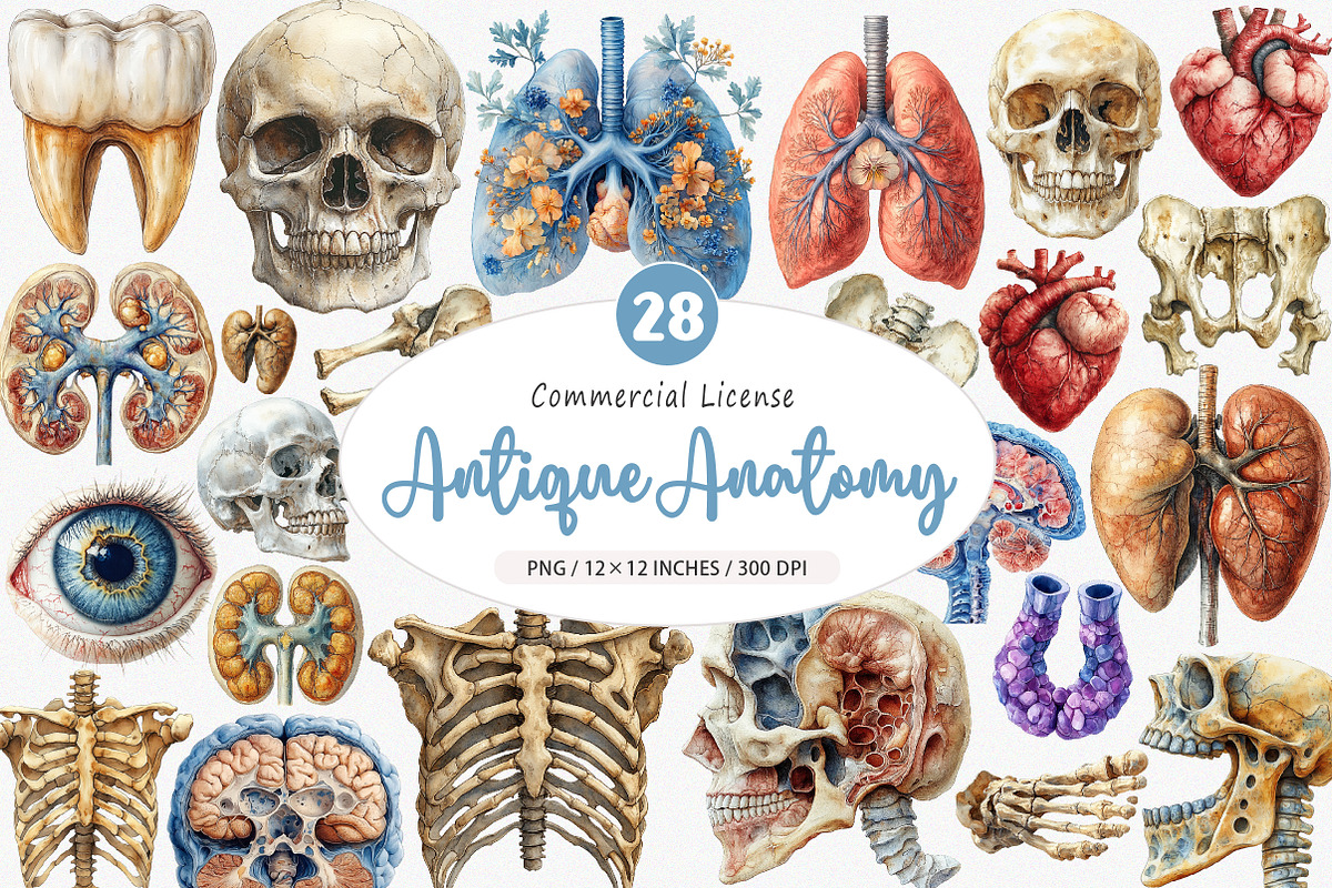 Vintage Antique Anatomy Clipart, an Illustration by SinaCreation (Photo 1 of 5)