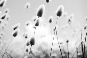 Grass Field, a Nature Photo by THP Creative