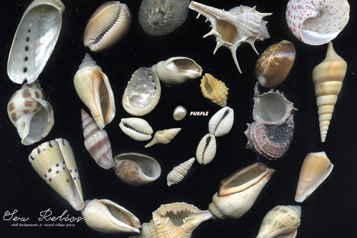Sea Relics: Objects & Backgrounds, an Object Graphic by Purple (Photo 14 of 14)