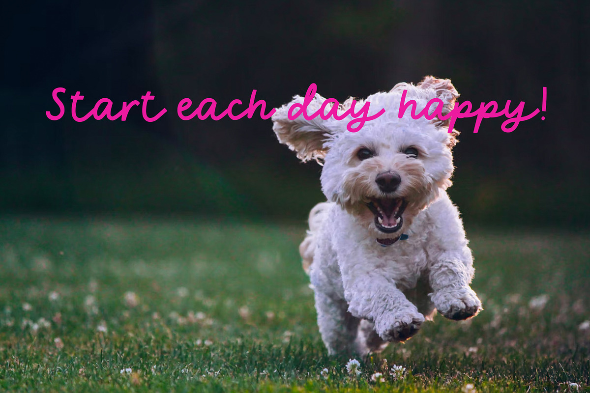 Koala | charming font, a Script Font by Art pages (Photo 8 of 12)