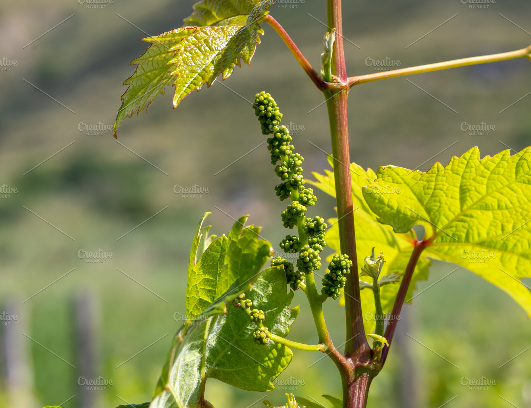 Young inflorescence of grapes growing on vine branch in vineyard, a Nature Photo by Antonio Gravante Market