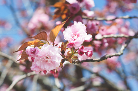 Cherry Blossom Stock Photograph preview 6