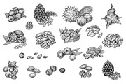 Nuts Set, an Object Graphic by Eugenia Hauss Design (Thumbnail 2 of 2)