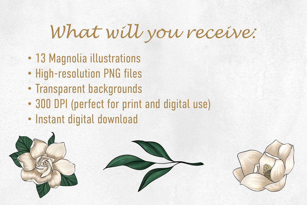 13 Magnolia PNG Clipart – Gouache, a Decorative Illustration by Ink by Stefi (Photo 2 of 4)
