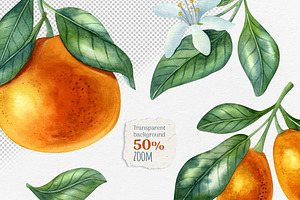 Fresh Citrus Watercolor Clipart.