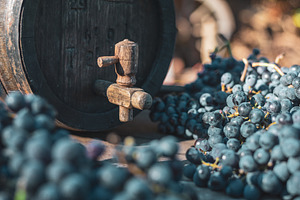 Wine barrel with blue Cabernet Franc grapes in harvest season, Hungary, a Food & Drink Photo by Mark Borbely