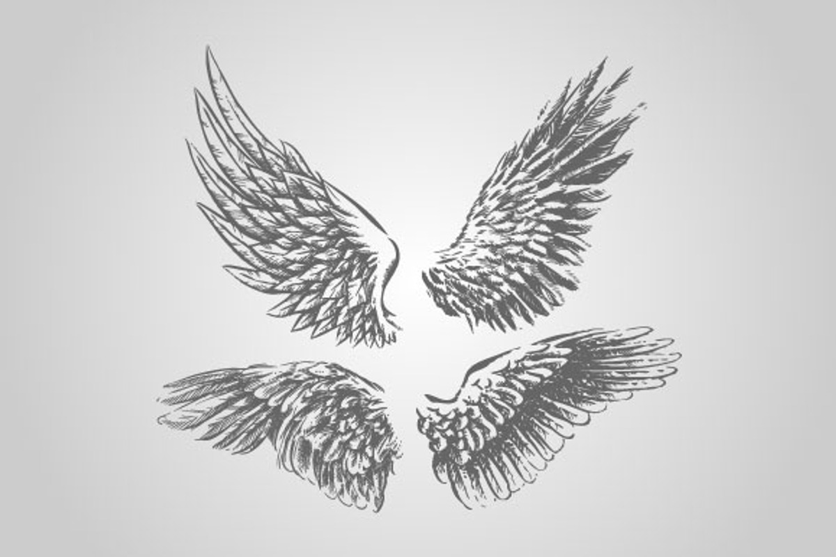 15 Wing Illustrations (Vector), an Animal Illustration by BIOWORKZ (Photo 2 of 5)