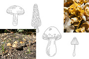 Mushroom Harvest Autumn Doodle Set, a Seasonal Illustration by Contes_de_fée (Thumbnail 5 of 9)