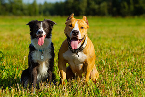 Friends dogs staffordshire terrier featuring dog, animal, and pet